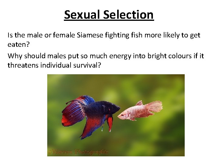 Sexual Selection Is the male or female Siamese fighting fish more likely to get