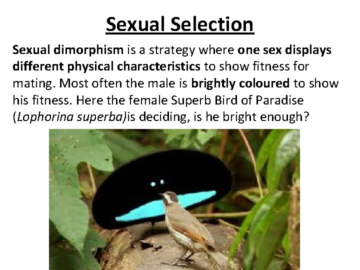 Sexual Selection Sexual dimorphism is a strategy where one sex displays different physical characteristics
