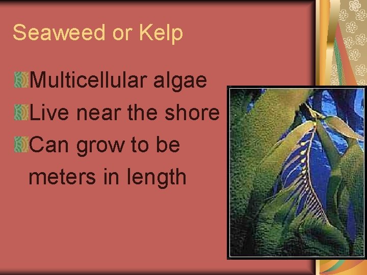 Seaweed or Kelp Multicellular algae Live near the shore Can grow to be meters