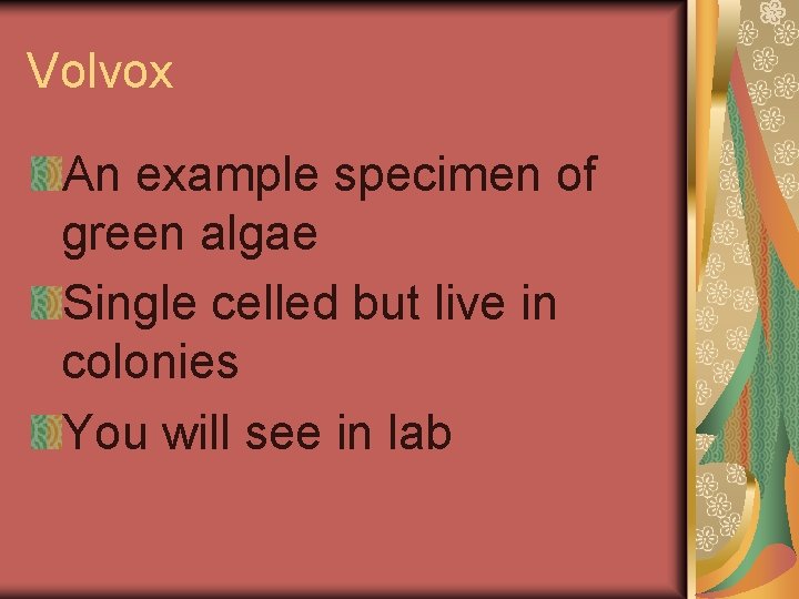 Volvox An example specimen of green algae Single celled but live in colonies You