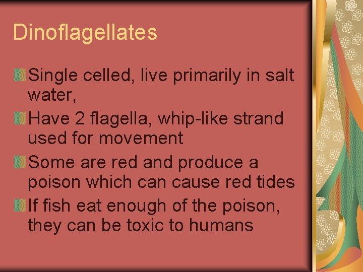 Dinoflagellates Single celled, live primarily in salt water, Have 2 flagella, whip-like strand used