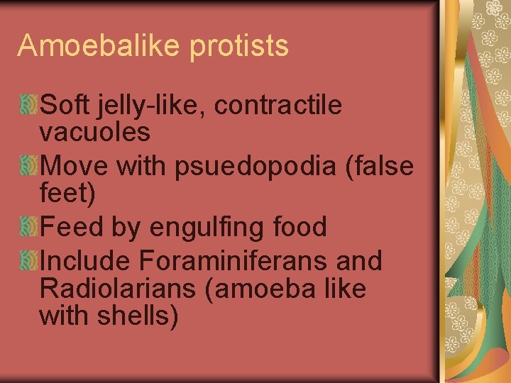 Amoebalike protists Soft jelly-like, contractile vacuoles Move with psuedopodia (false feet) Feed by engulfing