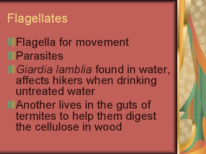 Flagellates Flagella for movement Parasites Giardia lamblia found in water, affects hikers when drinking