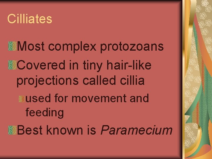 Cilliates Most complex protozoans Covered in tiny hair-like projections called cillia used for movement