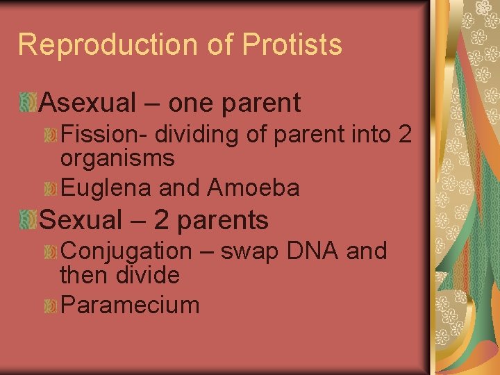 Reproduction of Protists Asexual – one parent Fission- dividing of parent into 2 organisms