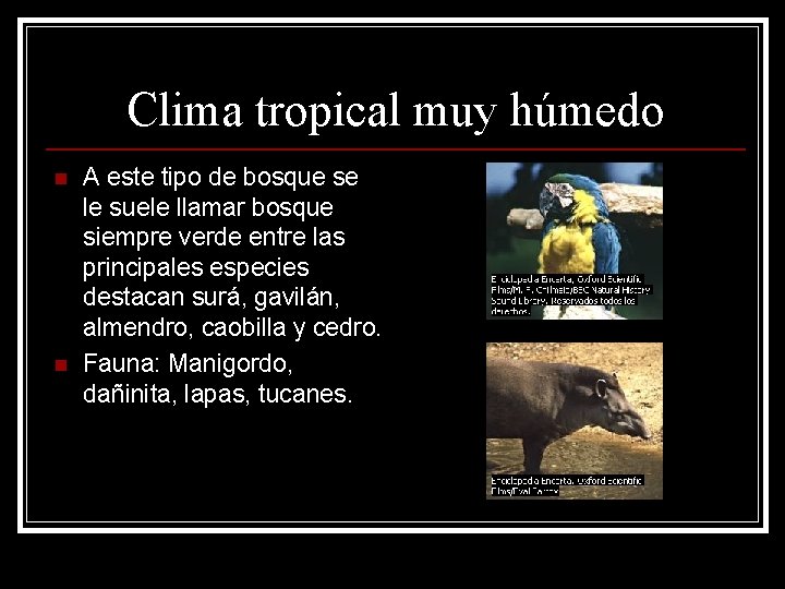 Clima tropical muy húmedo n n A este tipo de bosque se le suele