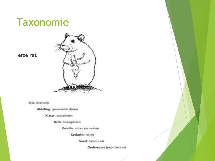 Taxonomie Ierse rat 