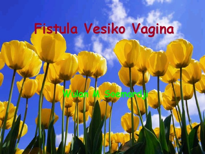 Fistula Vesiko Vagina Wulan M Soemardji 