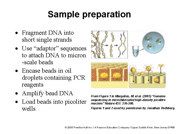 Sample preparation · Fragment DNA into short single strands · Use “adaptor” sequences to