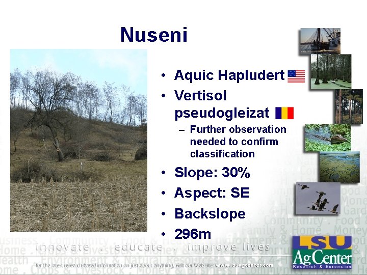 Nuseni • Aquic Hapludert • Vertisol pseudogleizat – Further observation needed to confirm classification