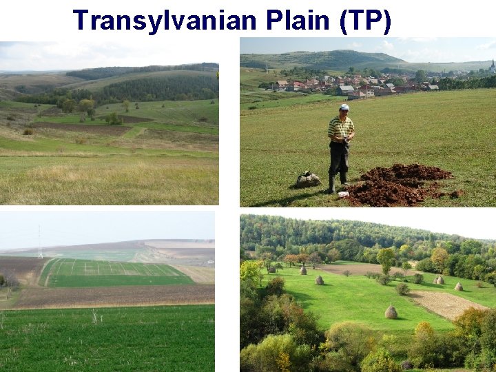 Transylvanian Plain (TP) 