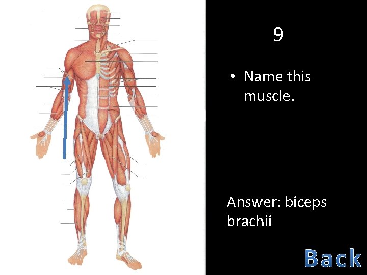 9 • Name this muscle. Answer: biceps brachii 