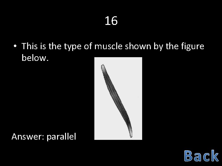 16 • This is the type of muscle shown by the figure below. Answer: