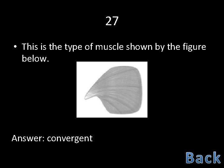 27 • This is the type of muscle shown by the figure below. Answer: