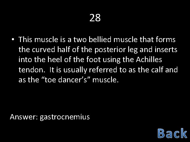 28 • This muscle is a two bellied muscle that forms the curved half
