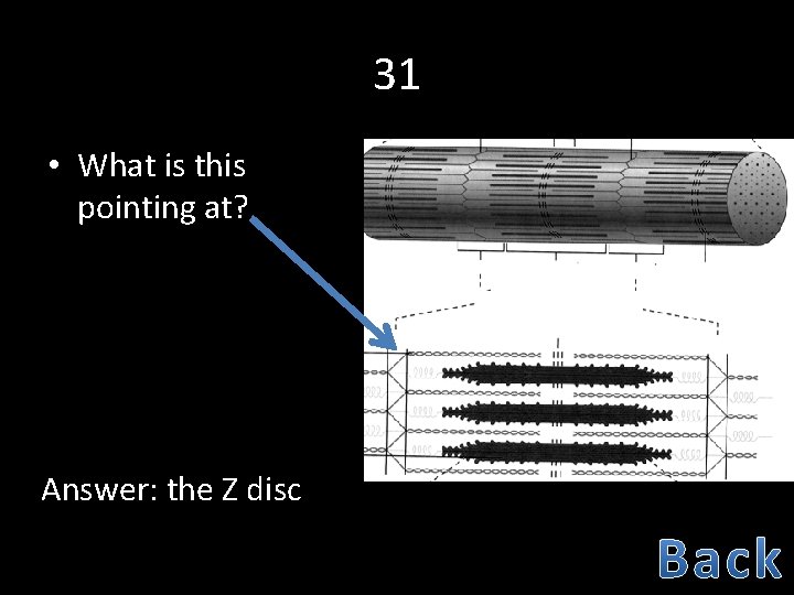 31 • What is this pointing at? Answer: the Z disc 