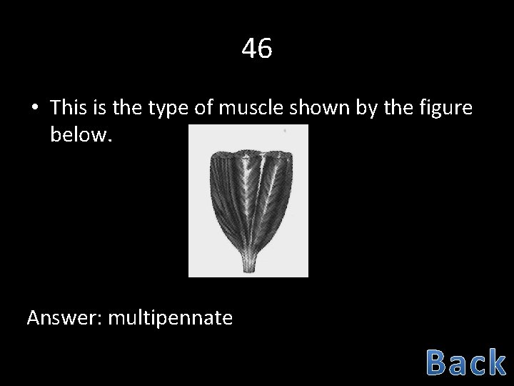 46 • This is the type of muscle shown by the figure below. Answer: