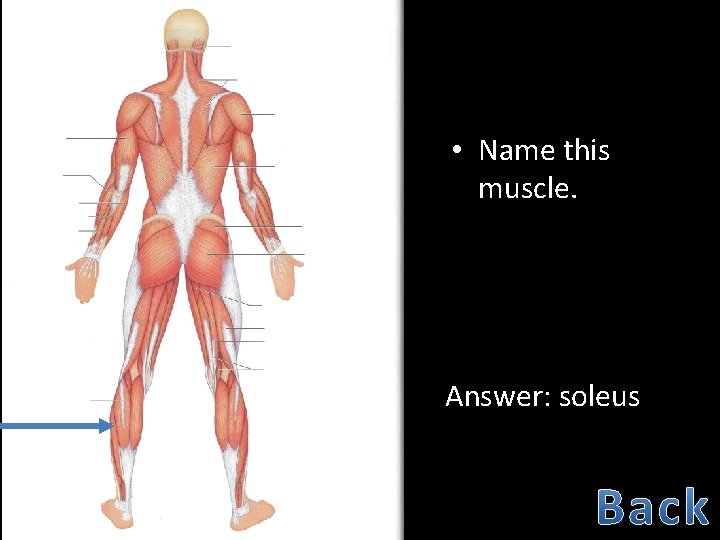 50 • Name this muscle. Answer: soleus 