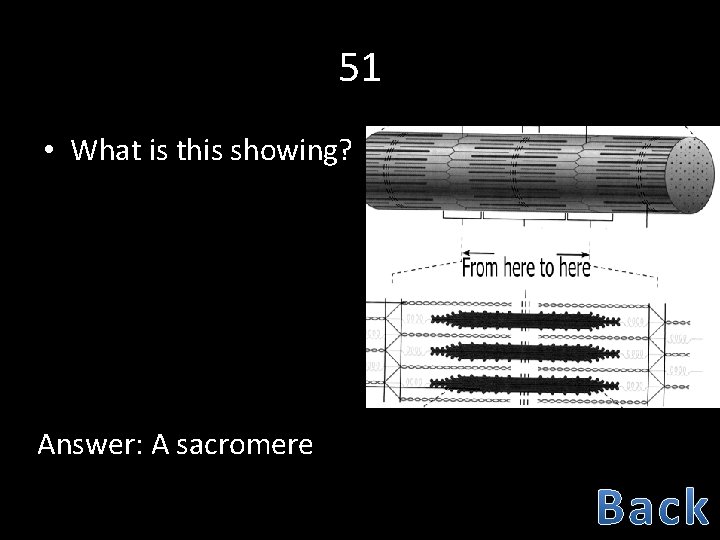 51 • What is this showing? Answer: A sacromere 