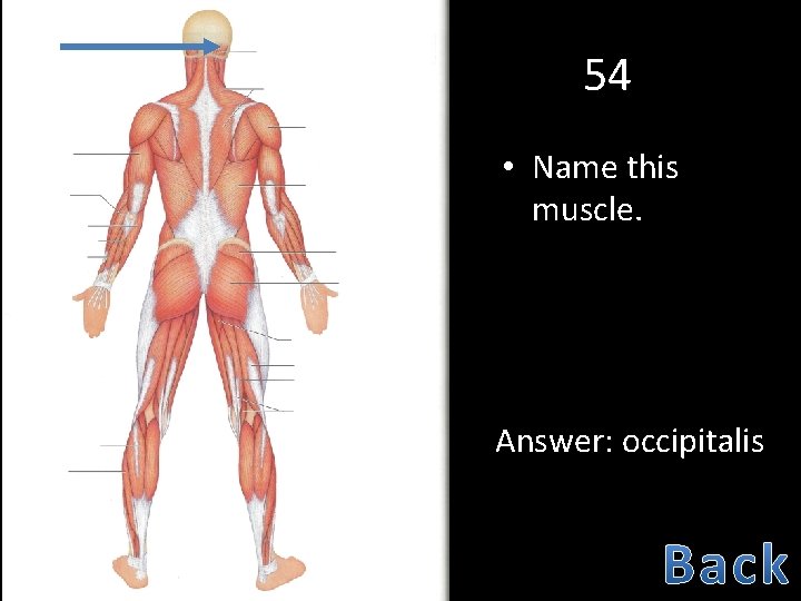 54 • Name this muscle. Answer: occipitalis 