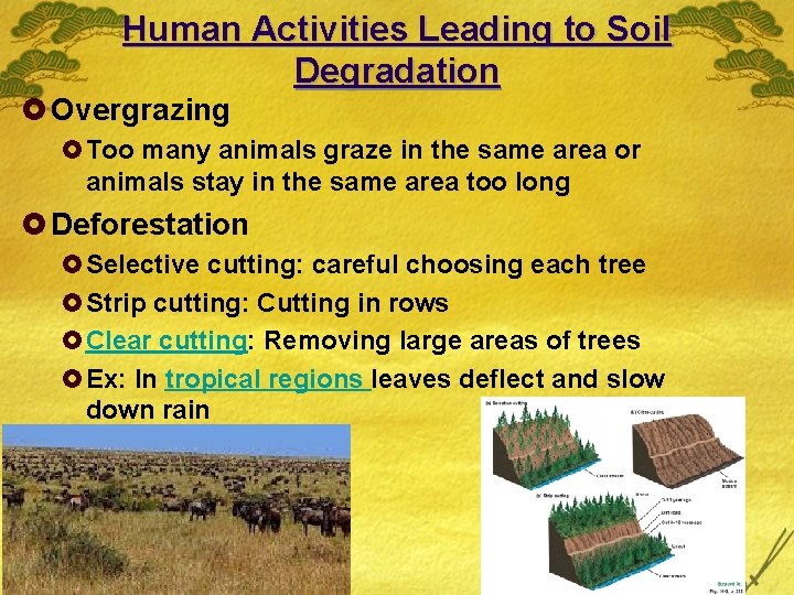 Human Activities Leading to Soil Degradation £ Overgrazing £Too many animals graze in the