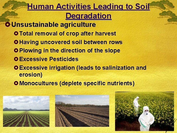 Human Activities Leading to Soil Degradation £ Unsustainable agriculture £Total removal of crop after