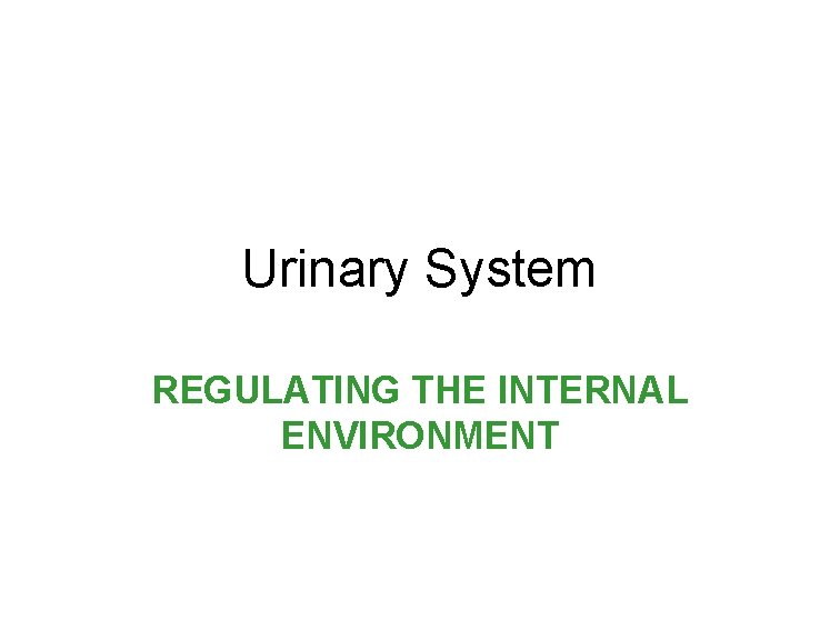 Urinary System REGULATING THE INTERNAL ENVIRONMENT Urinary System REGULATING THE INTERNAL ENVIRONMENT