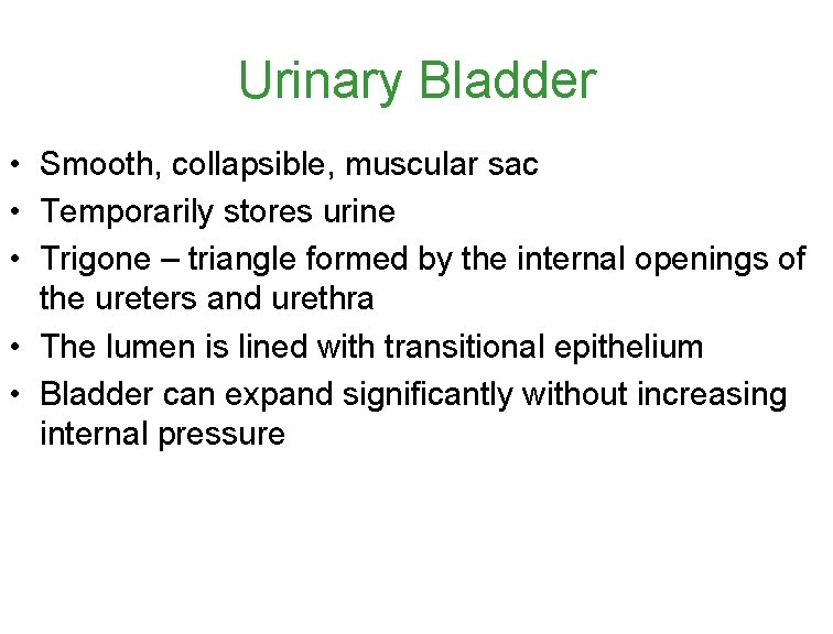 Urinary Bladder • Smooth, collapsible, muscular sac • Temporarily stores urine • Trigone – Urinary Bladder • Smooth, collapsible, muscular sac • Temporarily stores urine • Trigone –