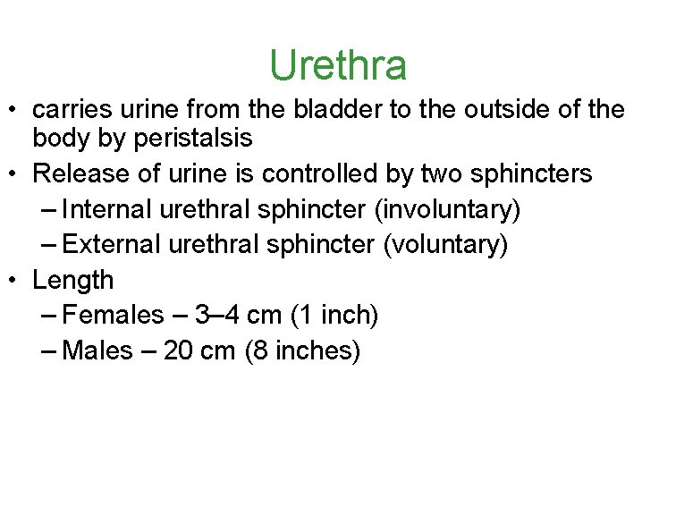 Urethra • carries urine from the bladder to the outside of the body by Urethra • carries urine from the bladder to the outside of the body by