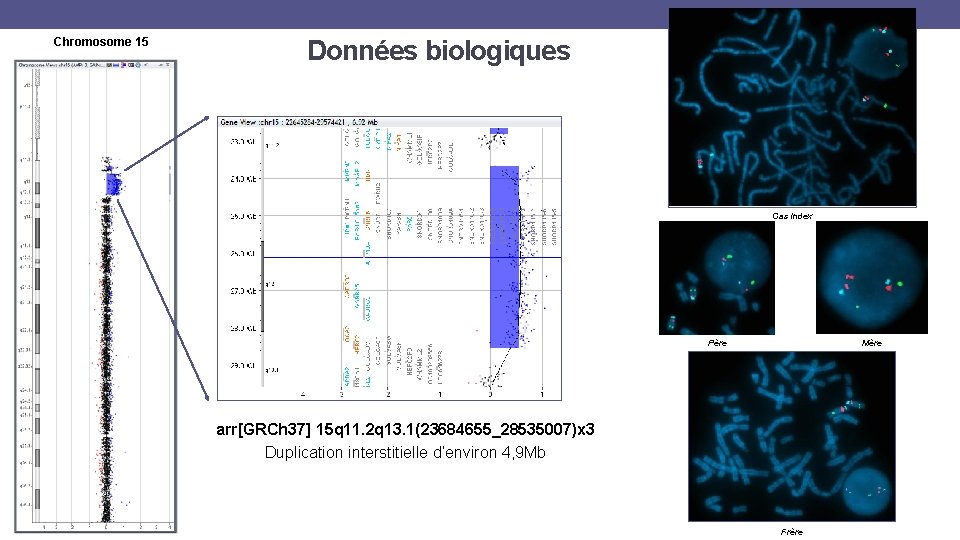 Chromosome 15 Données biologiques Cas index Père Mère arr[GRCh 37] 15 q 11. 2