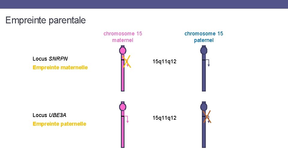Empreinte parentale chromosome 15 maternel Locus SNRPN chromosome 15 paternel 15 q 11 q