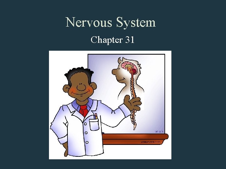 Nervous System Chapter 31 