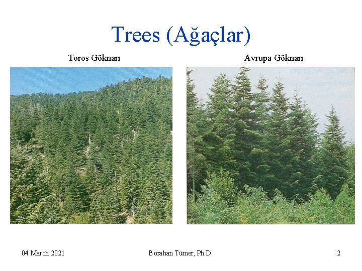 Trees (Ağaçlar) Toros Göknarı 04 March 2021 Avrupa Göknarı Borahan Tümer, Ph. D. 2 Trees (Ağaçlar) Toros Göknarı 04 March 2021 Avrupa Göknarı Borahan Tümer, Ph. D. 2