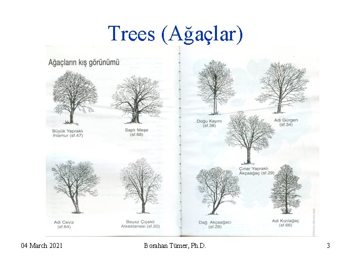Trees (Ağaçlar) 04 March 2021 Borahan Tümer, Ph. D. 3 Trees (Ağaçlar) 04 March 2021 Borahan Tümer, Ph. D. 3