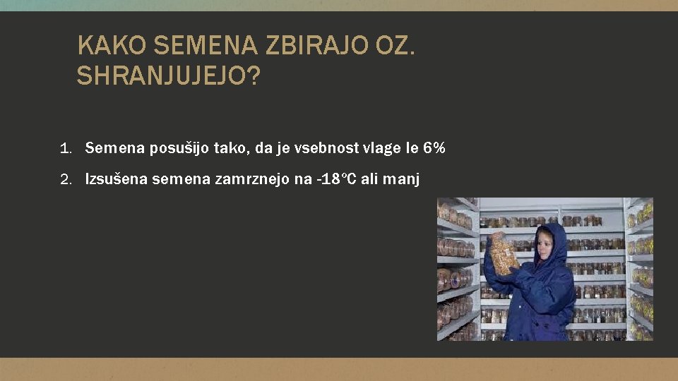 KAKO SEMENA ZBIRAJO OZ. SHRANJUJEJO? 1. Semena posušijo tako, da je vsebnost vlage le