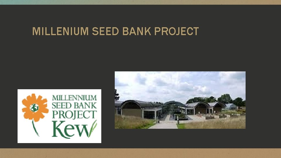 MILLENIUM SEED BANK PROJECT 