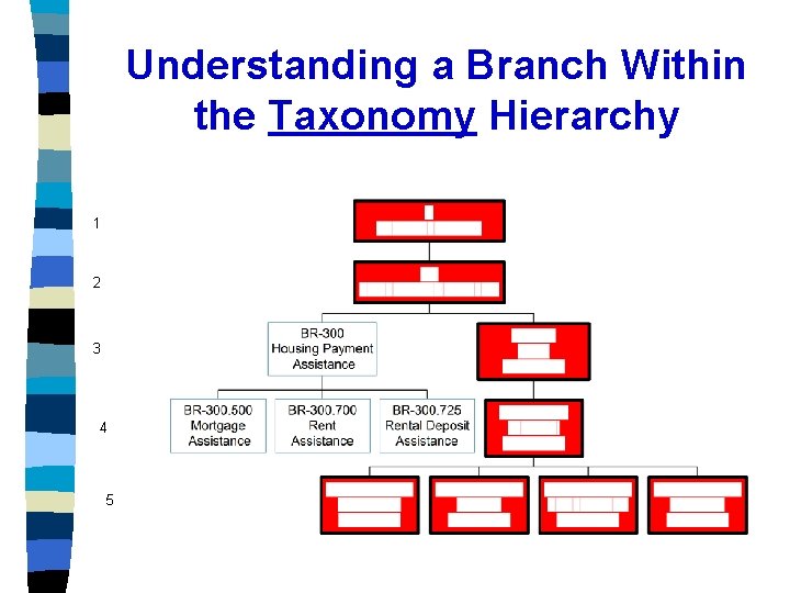 Understanding a Branch Within the Taxonomy Hierarchy 1 2 3 4 5 