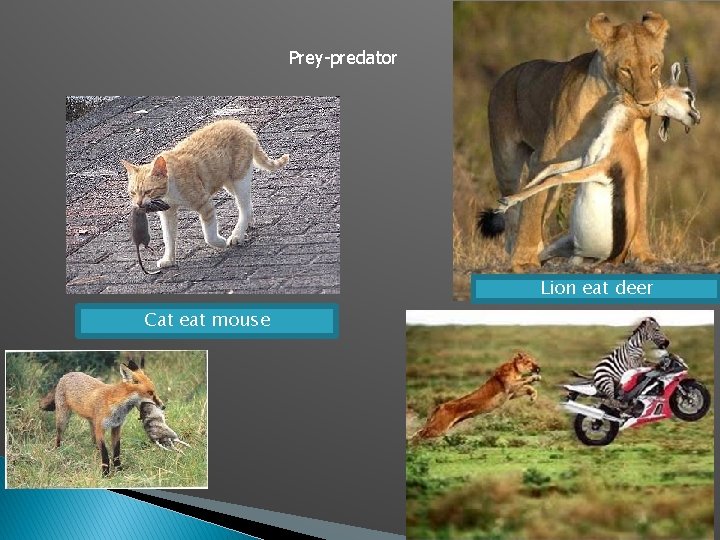 Prey-predator Lion eat deer Cat eat mouse 