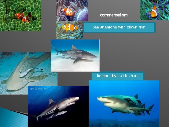 commensalism Sea anemone with clown fish Remora fish with shark 