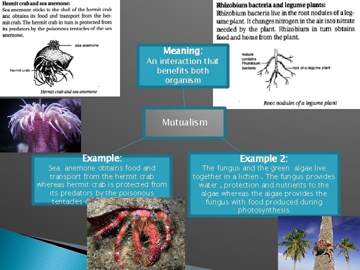 Meaning: An interaction that benefits both organism Mutualism Example: Sea anemone obtains food and