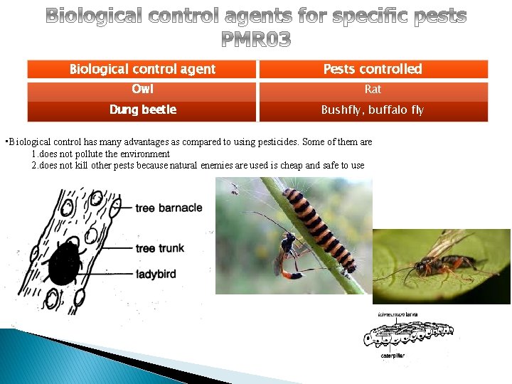 Biological control agent Pests controlled Owl Rat Dung beetle Bushfly, buffalo fly • Biological