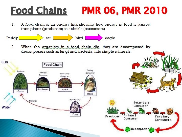 Food Chains PMR 06, PMR 2010 