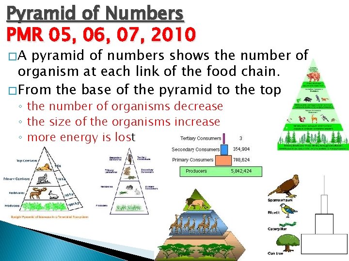 Pyramid of Numbers PMR 05, 06, 07, 2010 �A pyramid of numbers shows the