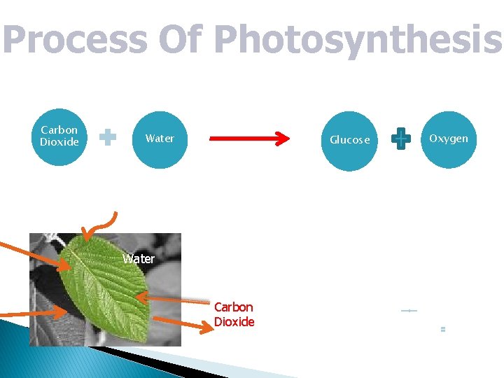 Process Of Photosynthesis Carbon Dioxide Sun Light Water Glucose chlorophyll Sunlight Water Carbon Dioxide