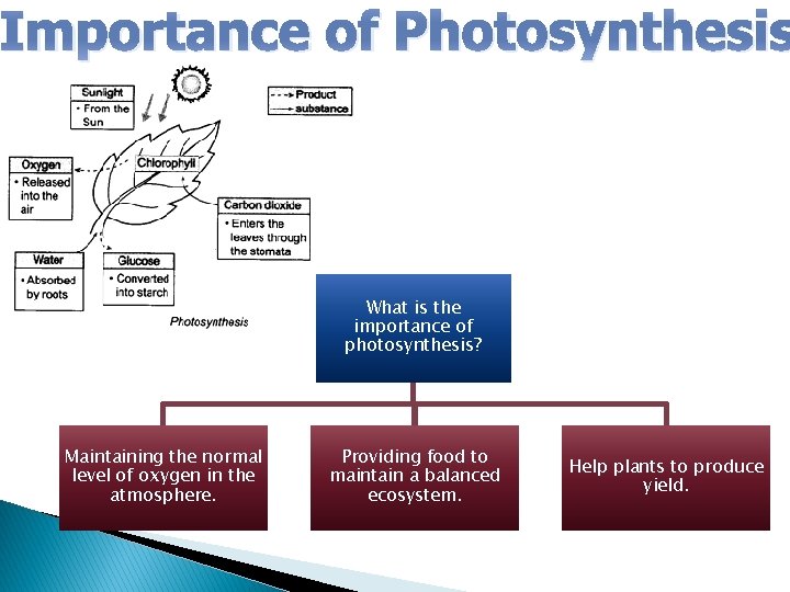 Importance of Photosynthesis What is the importance of photosynthesis? Maintaining the normal level of