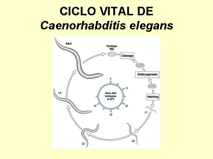 CICLO VITAL DE Caenorhabditis elegans 