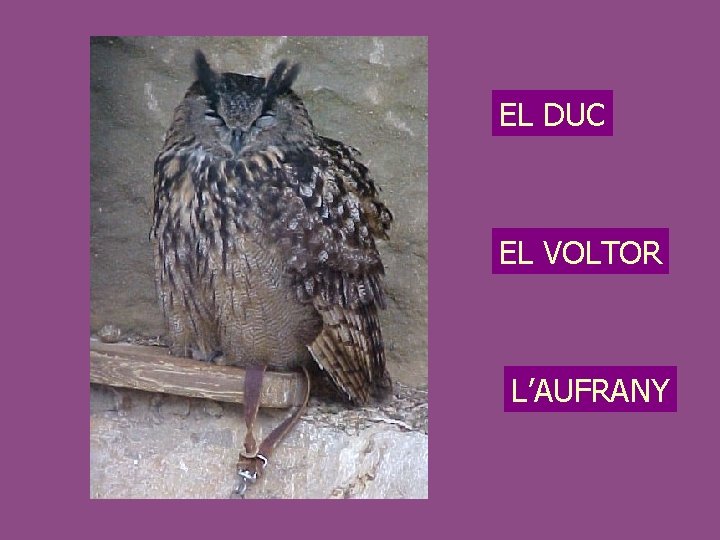 EL DUC EL VOLTOR L’AUFRANY 