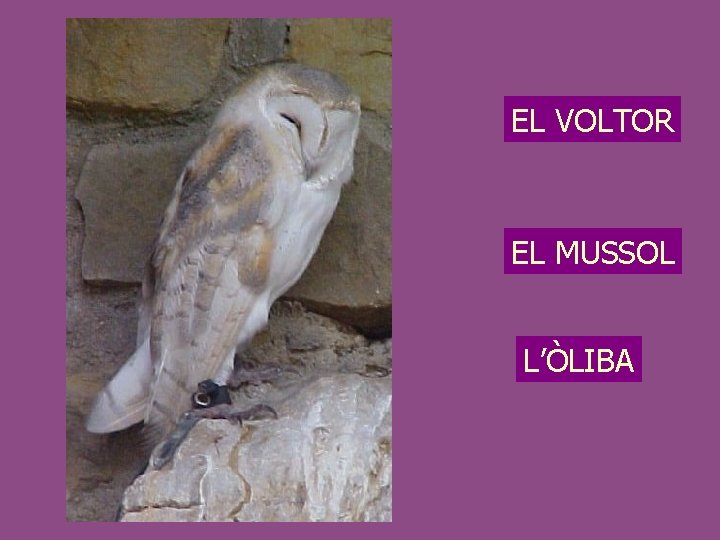 EL VOLTOR EL MUSSOL L’ÒLIBA 