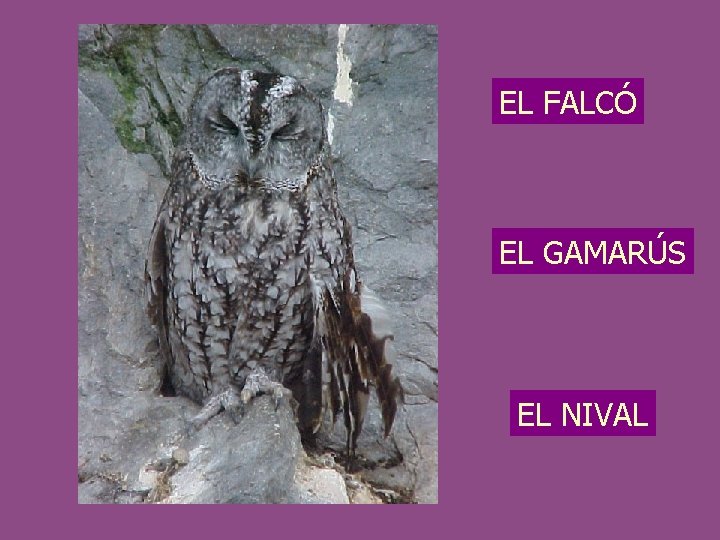 EL FALCÓ EL GAMARÚS EL NIVAL 