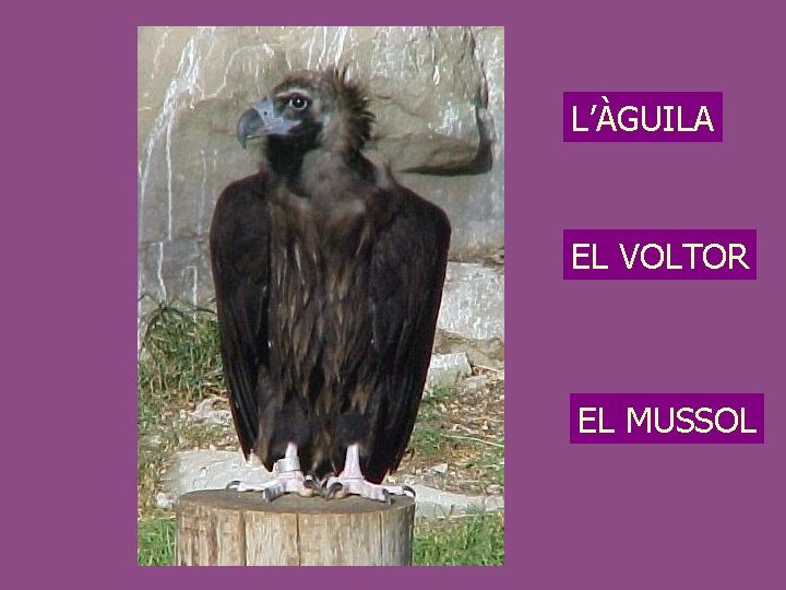 L’ÀGUILA EL VOLTOR EL MUSSOL 